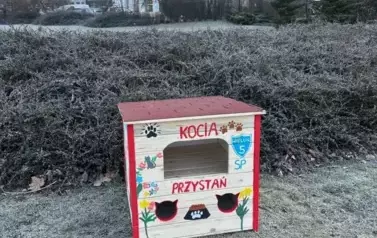 Koty wolno żyjące w gminie Wieluń z nowym lokum