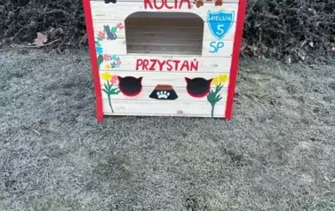 Koty wolno żyjące w gminie Wieluń z nowym lokum