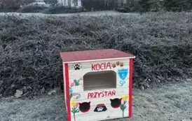 Koty wolno żyjące w gminie Wieluń z nowym lokum