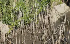 Galeria aktualności Przebudowa otwartego zbiornika retencyjnego w Sołectwie Urbanice 15